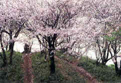 campo_sakuras.jpg