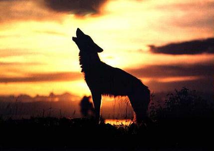 lobo11.JPG